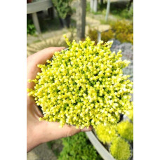 Очиток їдкий Єллоу Квін | Sedum acre Yellow Queen | Очиток едкий Еллоу Квин