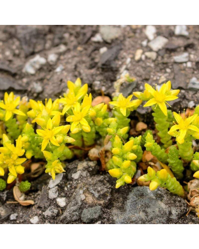 Очиток їдкий Єллоу Квін | Sedum acre Yellow Queen | Очиток едкий Еллоу Квин