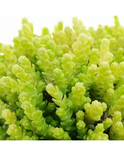 Очиток їдкий Єллоу Квін | Sedum acre Yellow Queen | Очиток едкий Еллоу Квин