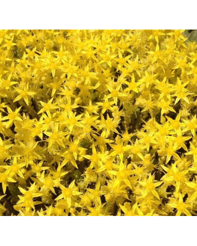 Очиток їдкий Єллоу Квін | Sedum acre Yellow Queen | Очиток едкий Еллоу Квин