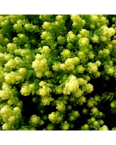 Очиток їдкий Єллоу Квін | Sedum acre Yellow Queen | Очиток едкий Еллоу Квин