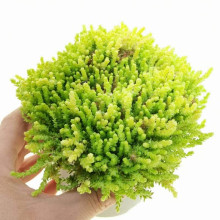 Очиток їдкий Єллоу Квін | Sedum acre Yellow Queen | Очиток едкий Еллоу Квин