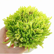 Очиток їдкий Єллоу Квін | Sedum acre Yellow Queen | Очиток едкий Еллоу Квин