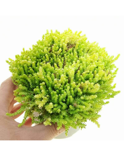 Очиток їдкий Єллоу Квін | Sedum acre Yellow Queen | Очиток едкий Еллоу Квин