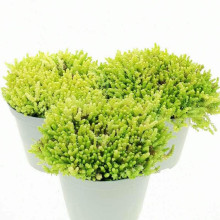 Очиток їдкий Єллоу Квін | Sedum acre Yellow Queen | Очиток едкий Еллоу Квин