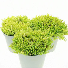Очиток їдкий Єллоу Квін | Sedum acre Yellow Queen | Очиток едкий Еллоу Квин