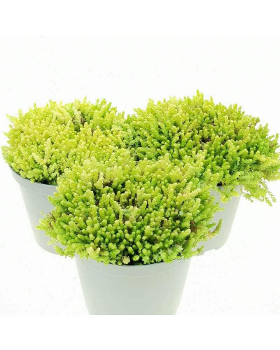 Очиток їдкий Єллоу Квін | Sedum acre Yellow Queen | Очиток едкий Еллоу Квин