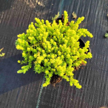 Очиток їдкий Єллоу Квін | Sedum acre Yellow Queen | Очиток едкий Еллоу Квин