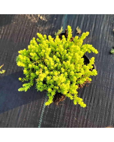 Очиток їдкий Єллоу Квін | Sedum acre Yellow Queen | Очиток едкий Еллоу Квин
