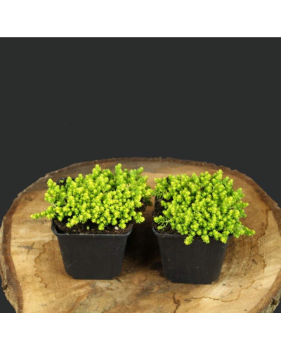 Очиток їдкий Єллоу Квін | Sedum acre Yellow Queen | Очиток едкий Еллоу Квин
