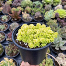 Очиток їдкий Єллоу Квін | Sedum acre Yellow Queen | Очиток едкий Еллоу Квин