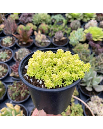 Очиток їдкий Єллоу Квін | Sedum acre Yellow Queen | Очиток едкий Еллоу Квин