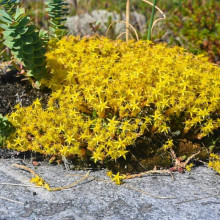 Очиток їдкий Єллоу Квін | Sedum acre Yellow Queen | Очиток едкий Еллоу Квин
