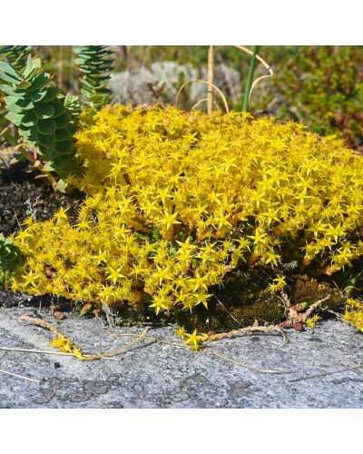 Очиток їдкий Єллоу Квін | Sedum acre Yellow Queen | Очиток едкий Еллоу Квин