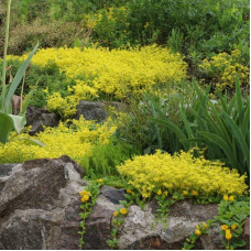 Очиток їдкий Єллоу Квін | Sedum acre Yellow Queen | Очиток едкий Еллоу Квин