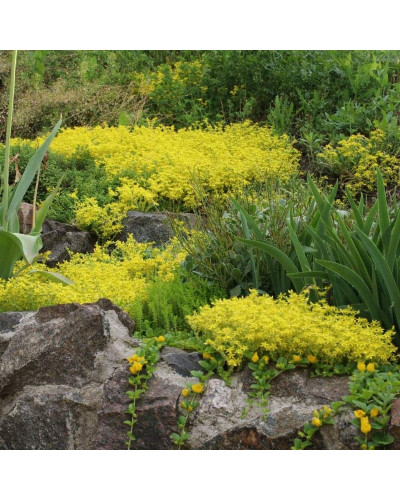 Очиток їдкий Єллоу Квін | Sedum acre Yellow Queen | Очиток едкий Еллоу Квин