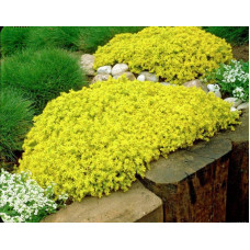 Очиток їдкий Єллоу Квін | Sedum acre Yellow Queen | Очиток едкий Еллоу Квин