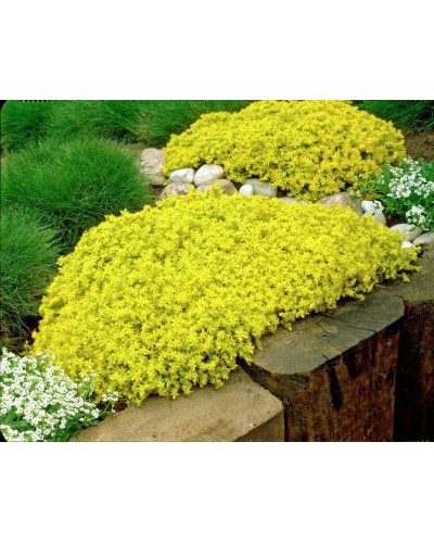 Очиток їдкий Єллоу Квін | Sedum acre Yellow Queen | Очиток едкий Еллоу Квин