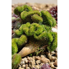 Очиток гірський Кристатум | Sedum rupestre Cristatum | Очиток горный Кристатум