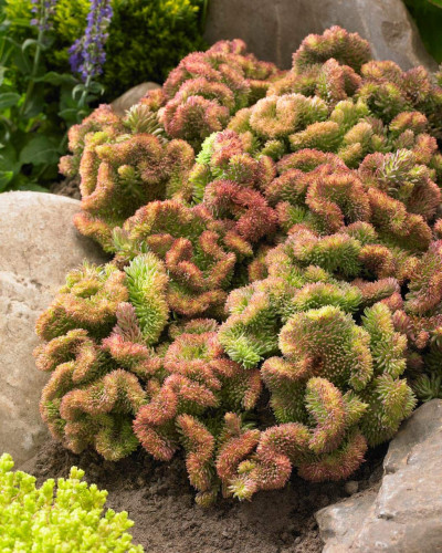 Очиток гірський Кристатум | Sedum rupestre Cristatum | Очиток горный Кристатум