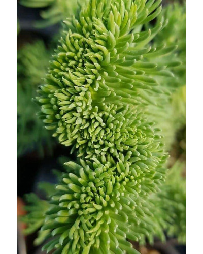 Очиток гірський Кристатум | Sedum rupestre Cristatum | Очиток горный Кристатум