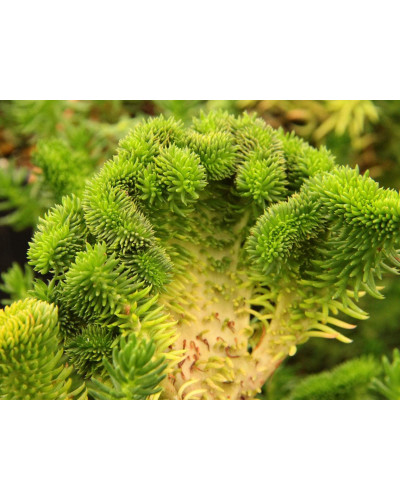 Очиток гірський Кристатум | Sedum rupestre Cristatum | Очиток горный Кристатум