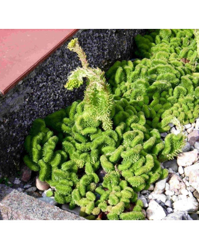 Очиток гірський Кристатум | Sedum rupestre Cristatum | Очиток горный Кристатум