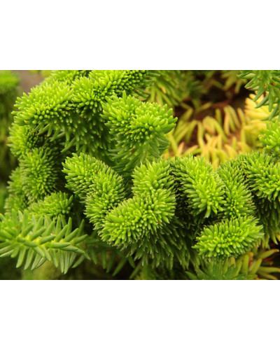 Очиток гірський Кристатум | Sedum rupestre Cristatum | Очиток горный Кристатум