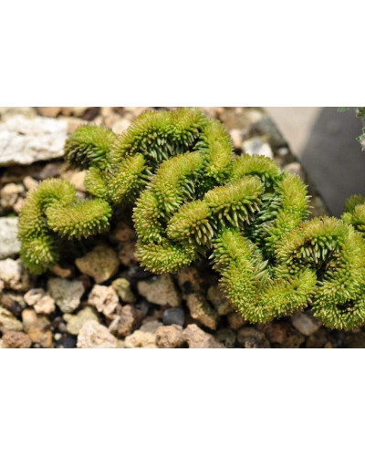 Очиток гірський Кристатум | Sedum rupestre Cristatum | Очиток горный Кристатум