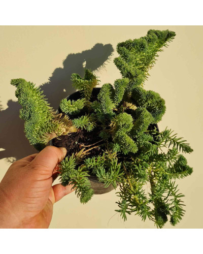 Очиток гірський Кристатум | Sedum rupestre Cristatum | Очиток горный Кристатум