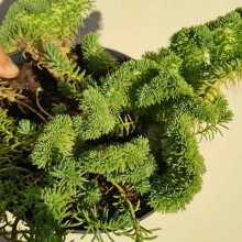 Очиток гірський Кристатум | Sedum rupestre Cristatum | Очиток горный Кристатум