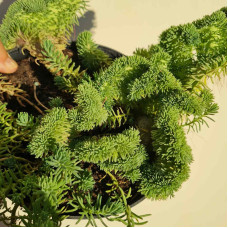 Очиток гірський Кристатум | Sedum rupestre Cristatum | Очиток горный Кристатум