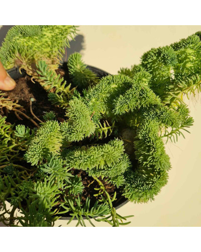 Очиток гірський Кристатум | Sedum rupestre Cristatum | Очиток горный Кристатум