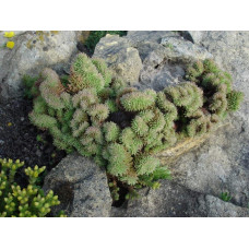 Очиток гірський Кристатум | Sedum rupestre Cristatum | Очиток горный Кристатум