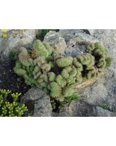 Очиток гірський Кристатум | Sedum rupestre Cristatum | Очиток горный Кристатум