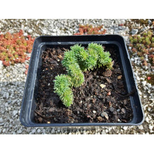 Очиток гірський Кристатум | Sedum rupestre Cristatum | Очиток горный Кристатум