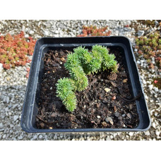 Очиток гірський Кристатум | Sedum rupestre Cristatum | Очиток горный Кристатум