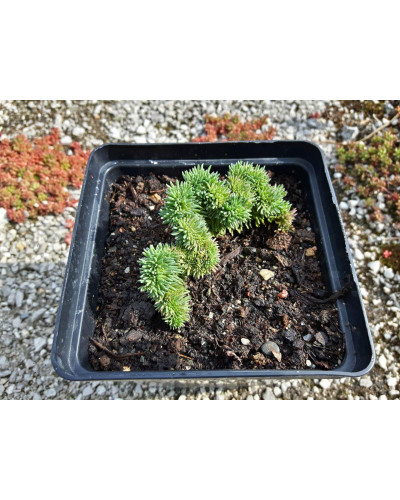 Очиток гірський Кристатум | Sedum rupestre Cristatum | Очиток горный Кристатум