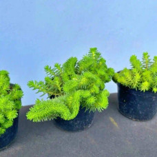 Очиток гірський Кристатум | Sedum rupestre Cristatum | Очиток горный Кристатум