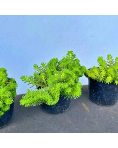 Очиток гірський Кристатум | Sedum rupestre Cristatum | Очиток горный Кристатум