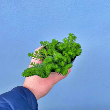 Очиток гірський Кристатум | Sedum rupestre Cristatum | Очиток горный Кристатум