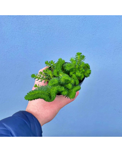 Очиток гірський Кристатум | Sedum rupestre Cristatum | Очиток горный Кристатум