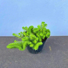 Очиток гірський Кристатум | Sedum rupestre Cristatum | Очиток горный Кристатум