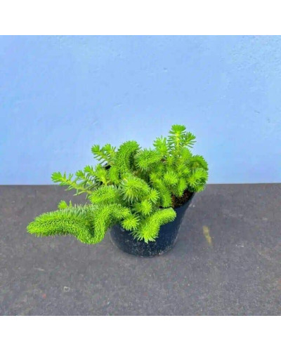 Очиток гірський Кристатум | Sedum rupestre Cristatum | Очиток горный Кристатум
