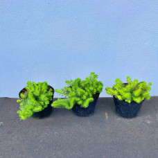 Очиток гірський Кристатум | Sedum rupestre Cristatum | Очиток горный Кристатум