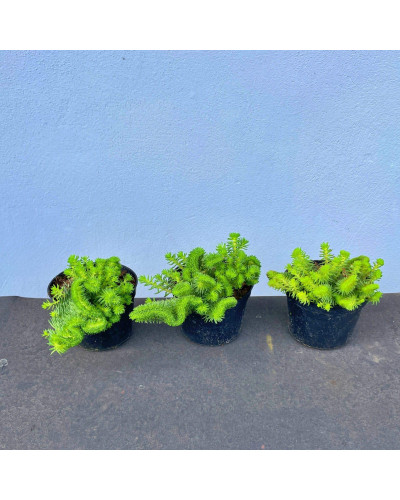 Очиток гірський Кристатум | Sedum rupestre Cristatum | Очиток горный Кристатум