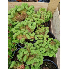 Очиток гірський Кристатум | Sedum rupestre Cristatum | Очиток горный Кристатум
