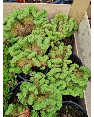Очиток гірський Кристатум | Sedum rupestre Cristatum | Очиток горный Кристатум