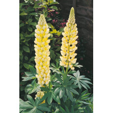 Люпин багатолистий `Єллоу Шадес` | Lupinus polyphyllus `yellow shades` | Люпин многолистный `Йеллоу Шадес`
