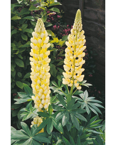 Люпин багатолистий `Єллоу Шадес` | Lupinus polyphyllus `yellow shades` | Люпин многолистный `Йеллоу Шадес`